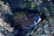 Plectorhinchus chaetodonoides Maldives Bathalaa thila-26m-20240423-da-DSC_6033_tn